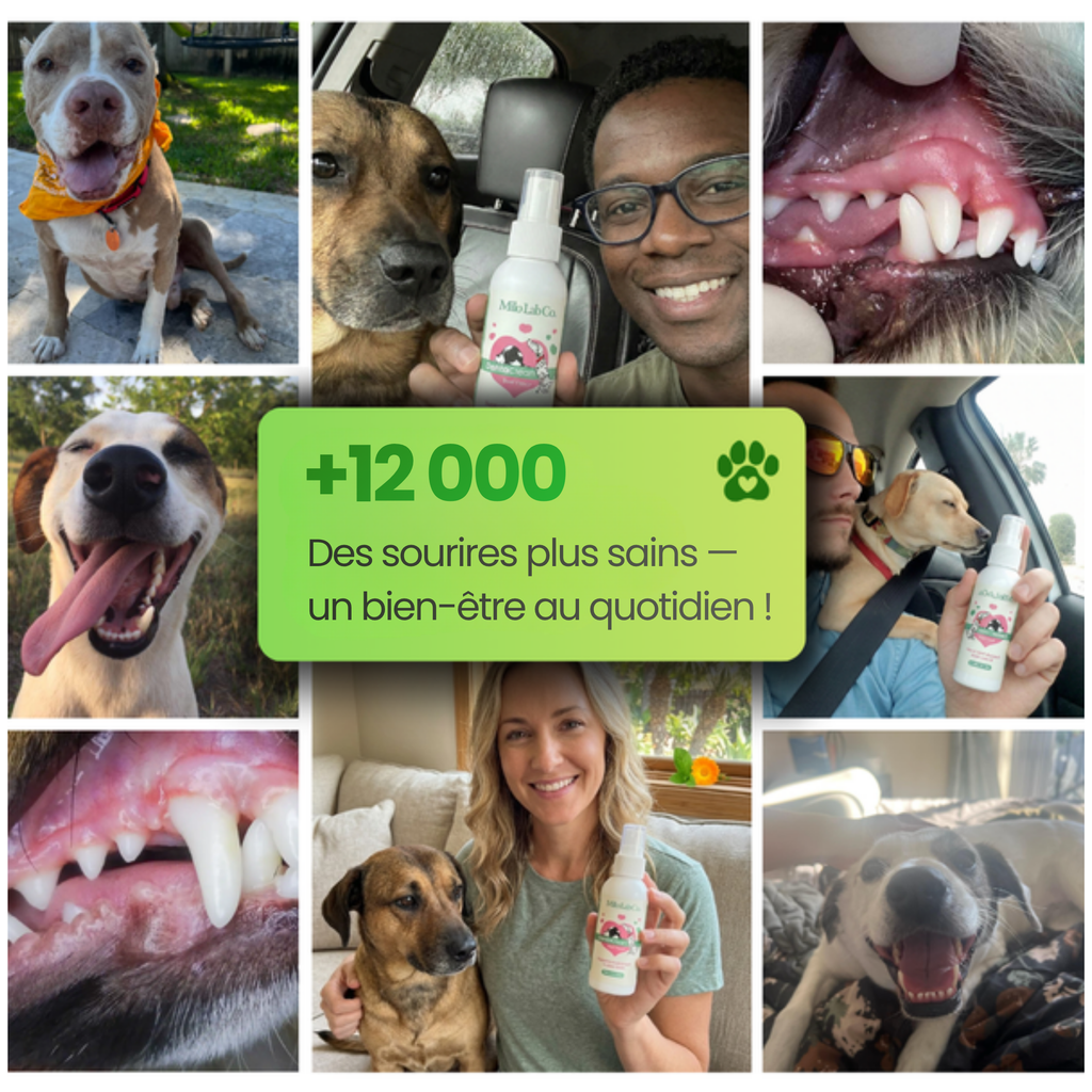 Stoppez les bactéries responsables des infections et le tartre avec le spray dentaire MiloLab