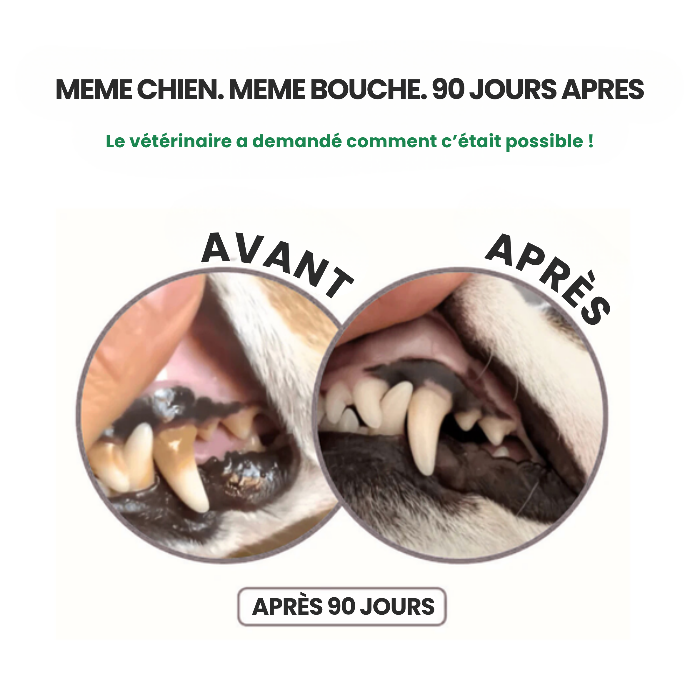 Stoppez les bactéries responsables des infections et le tartre avec le spray dentaire MiloLab