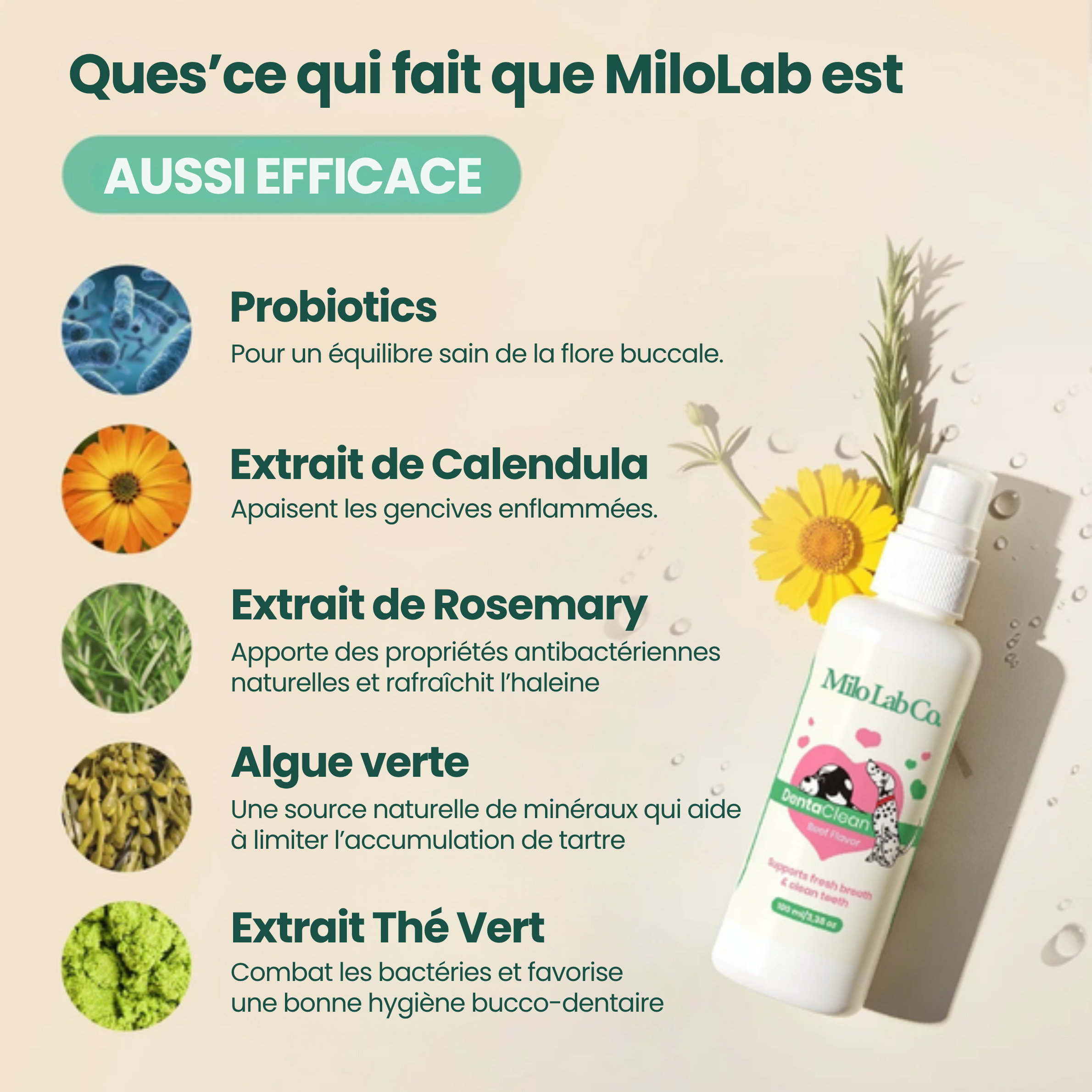 Stoppez les bactéries responsables des infections et le tartre avec le spray dentaire MiloLab