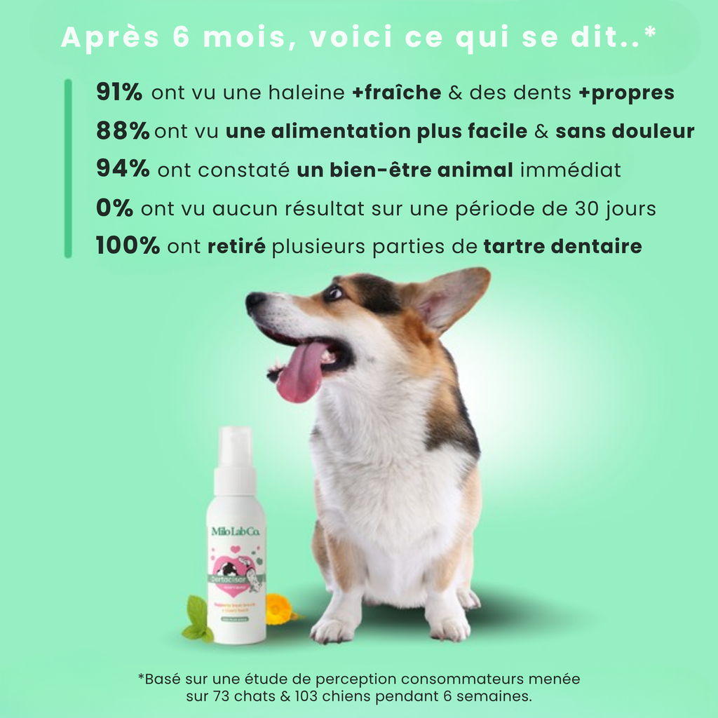 Stoppez les bactéries responsables des infections et le tartre avec le spray dentaire MiloLab